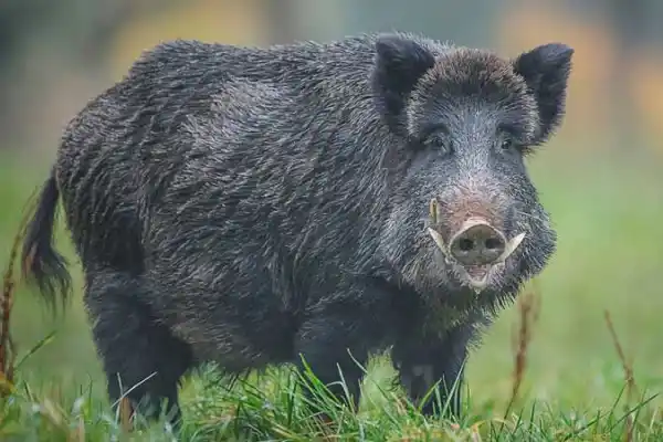 Cacería sí o no: polémica por la superpoblación de especies invasoras