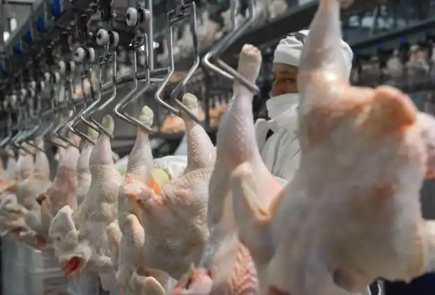 Industria avícola: registró un récord la importación de pechugas de pollo de Brasil