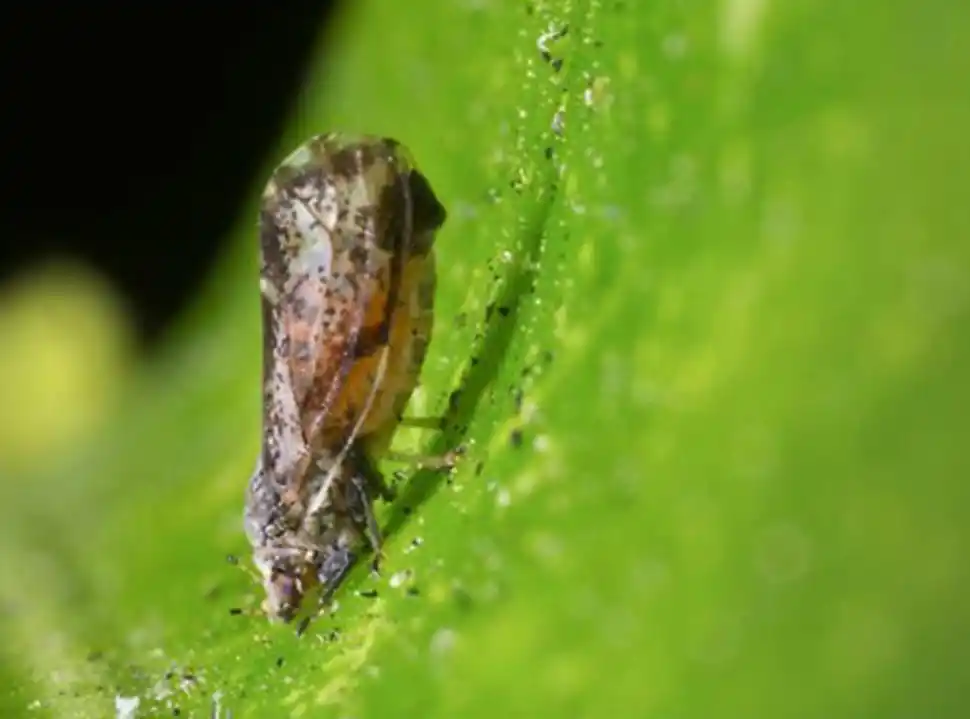 VECTOR. Diaphorina citri es el insecto que trasmite el HLB a las plantas.