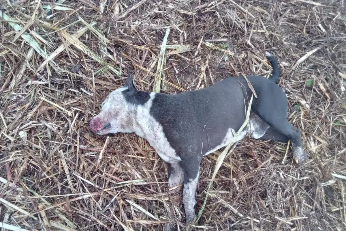 LA VÍCTIMA. Black, un ejemplar de Pampa Argentino, fue ultimado de un balazo en un cañaveral.