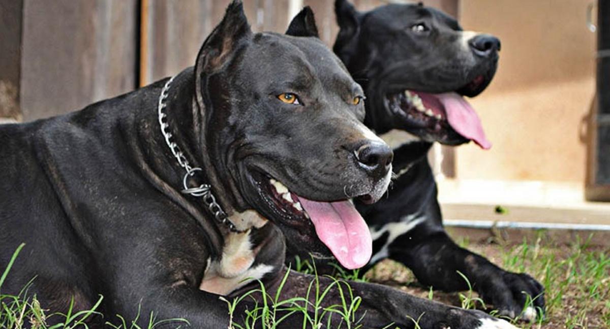 Denuncian a un policía por matar de un disparo a un perro y amenazar a los propietarios