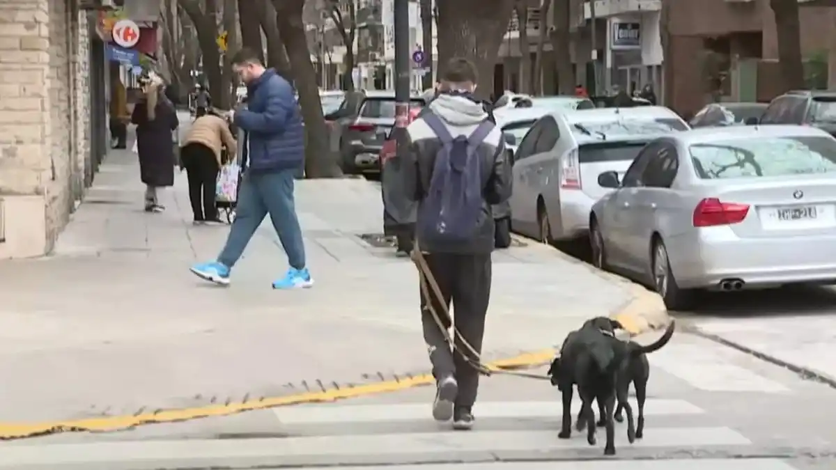 Animales envenenados en Buenos Aires: murieron tres perros y otros diez resultaron intoxicados