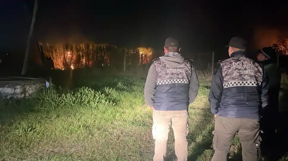 COSECHA VERDE. En los últimos años aumentó la cosecha sin quema