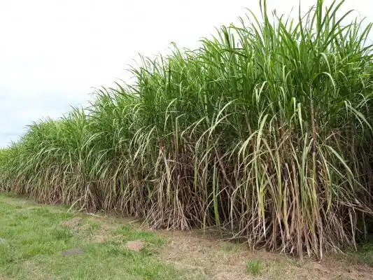 PREOCUPACIÓN. Los productores temen que, a raíz de la falta de recursos, la actual zafra termine con caña en pie.