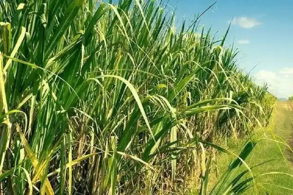 Innovación y sustentabilidad: Tucumán se prepara para una Jornada de Actualización Ganadera