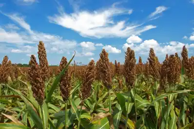 Sorgo: la cosecha alcanzó alrededor de 3 millones de toneladas