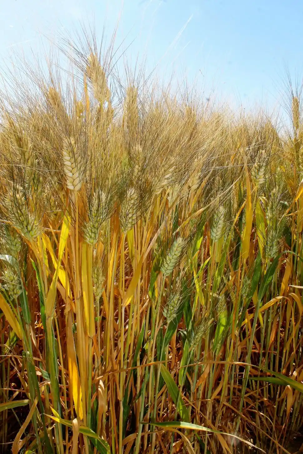 Difunden los resultados de ensayos de control de malezas problemáticas en el trigo