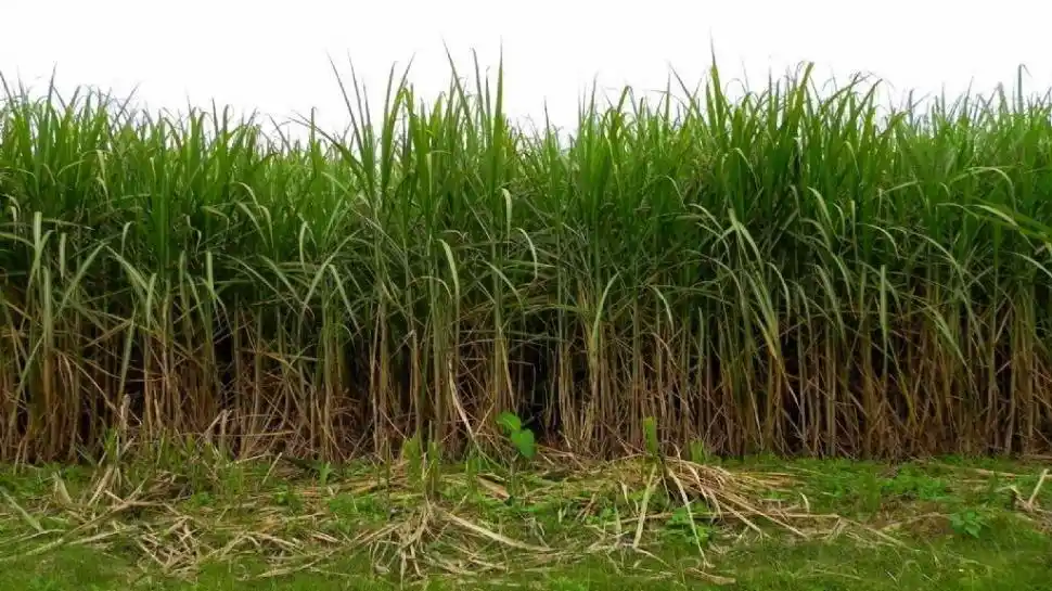 FACTORES. En parte, julio se caracterizó por amplitudes térmicas de 10° C a 11° C, alta radiación solar y bajas lluvias.