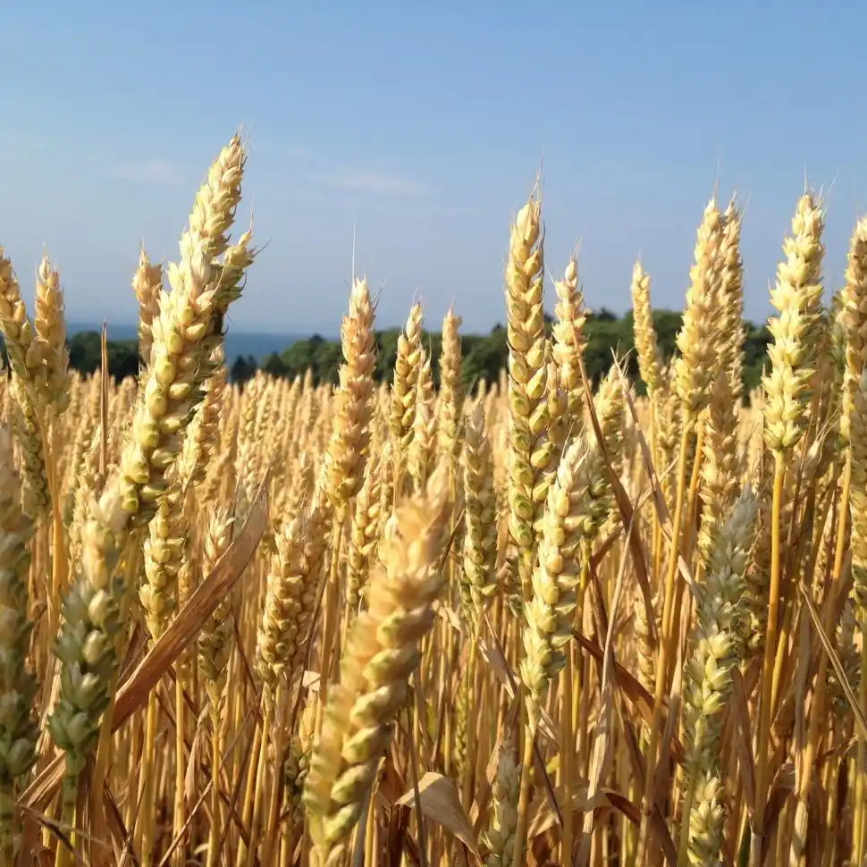 Trigo: el aporte de lluvias de julio resultó clave para la muy buena condición del cultivo