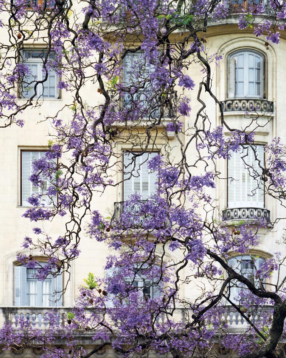 La tucumana que hizo florecer Buenos Aires: Karina Azaretzky