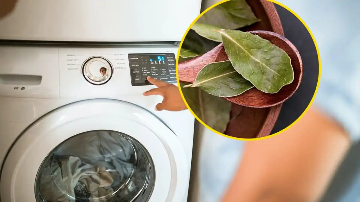 ¿Para qué sirve y por qué recomiendan poner hojas de laurel en el lavarropas?