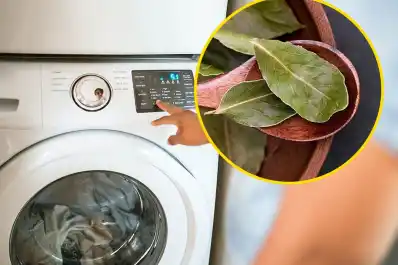¿Para qué sirve y por qué recomiendan poner hojas de laurel en el lavarropas?