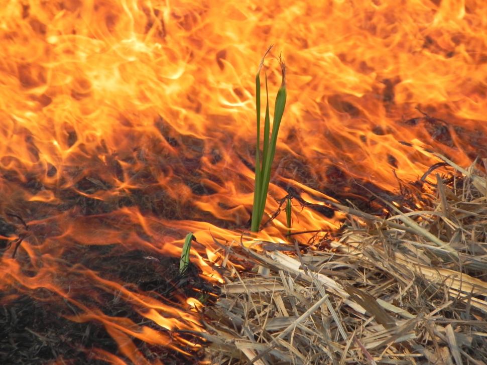 Advierten sobre el riesgo que corre el suelo de los cañaverales
