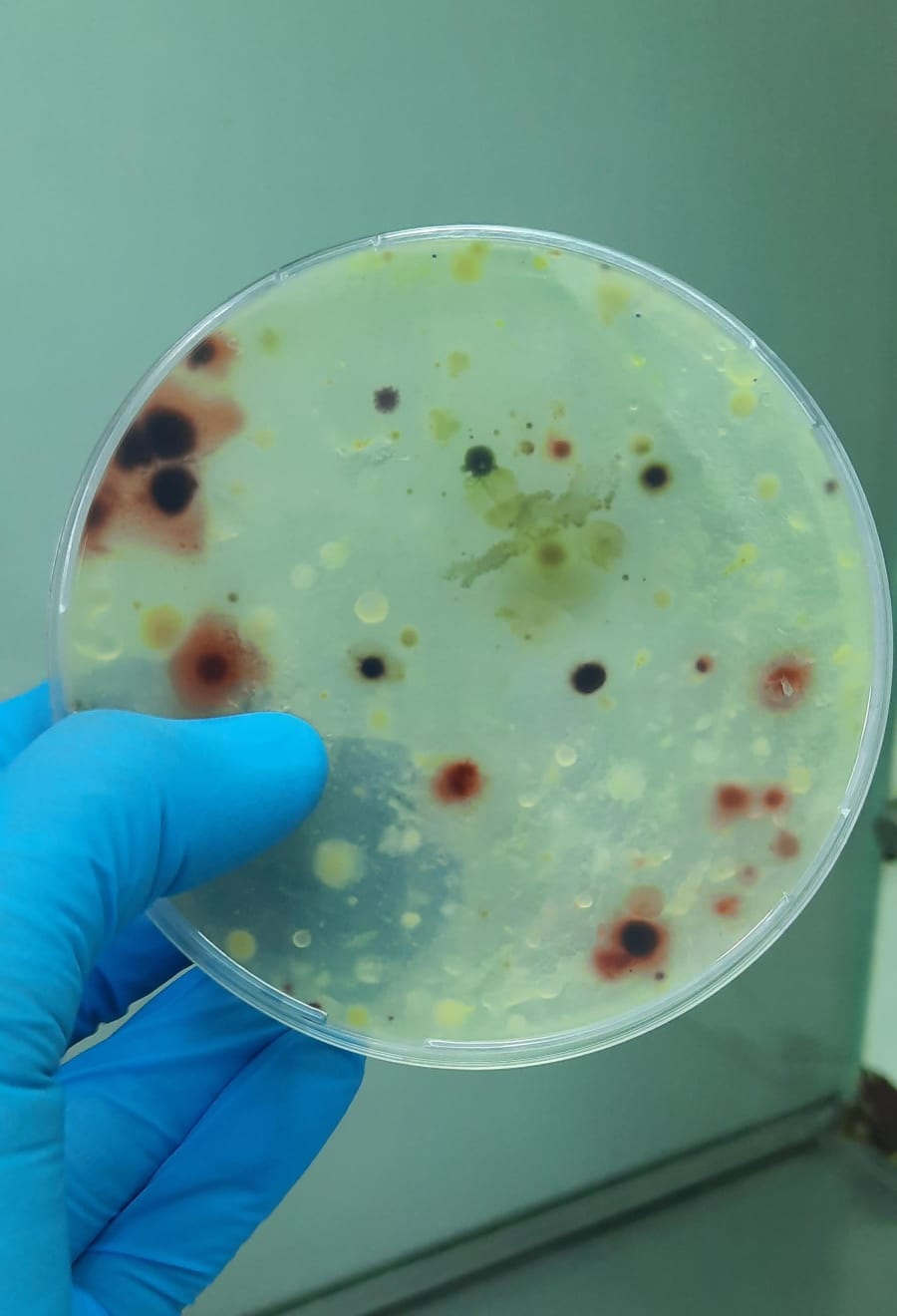 Advierten sobre el riesgo que corre el suelo de los cañaverales