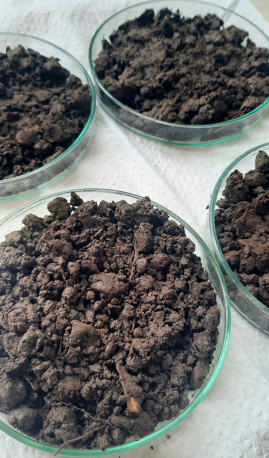 Advierten sobre el riesgo que corre el suelo de los cañaverales