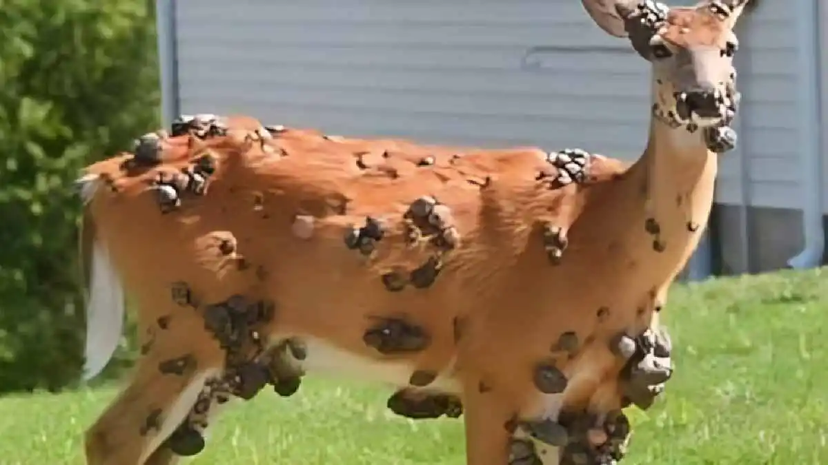 Extrañas protuberancias en animales rurales: la misteriosa plaga que alarma a los expertos
