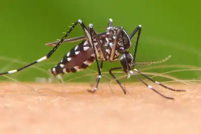 Alerta por dengue en primavera