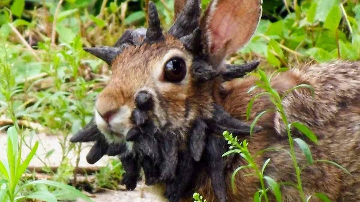 Extrañas protuberancias en animales rurales: la misteriosa plaga que alarma a los expertos