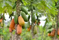 La fruta tropical que te ayudará a limpiar el cólon