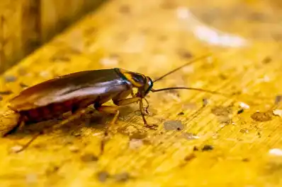 No molestarán nunca más: cómo ahuyentar las cucarachas con limón en primavera