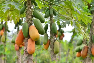 La fruta tropical que te ayudará a limpiar el cólon