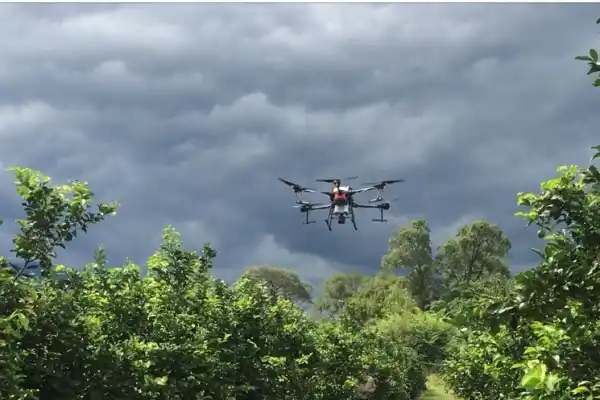 Citricultura: ensayos de la Eeaoc demuestran que los drones vuelven más eficiente la producción