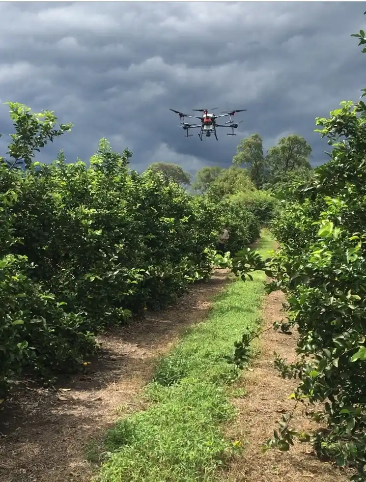 SOCIOS TECNOLÓGICOS. El vehículo no tripulado resulta aliado de la agricultura de precisión por varios motivos clave para ajustar las aplicaciones fitosanitarias a la necesidad real del monte frutal.