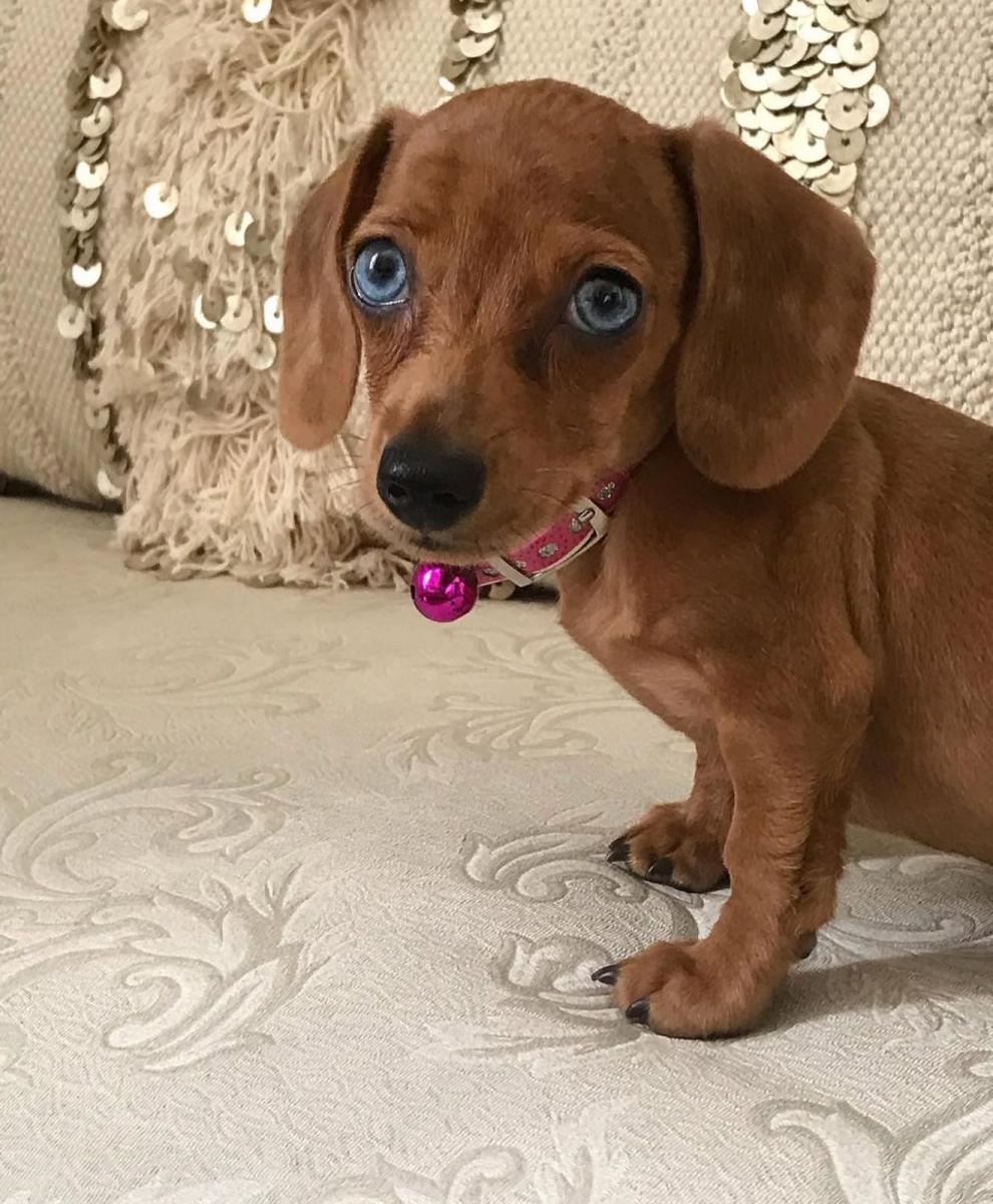 La “salchimanía”: del amor en casa al estrellato en redes