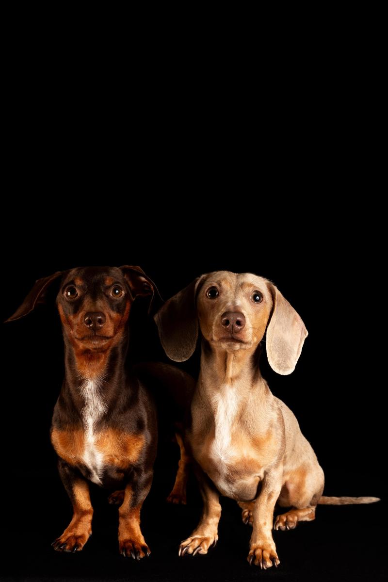 La “salchimanía”: del amor en casa al estrellato en redes