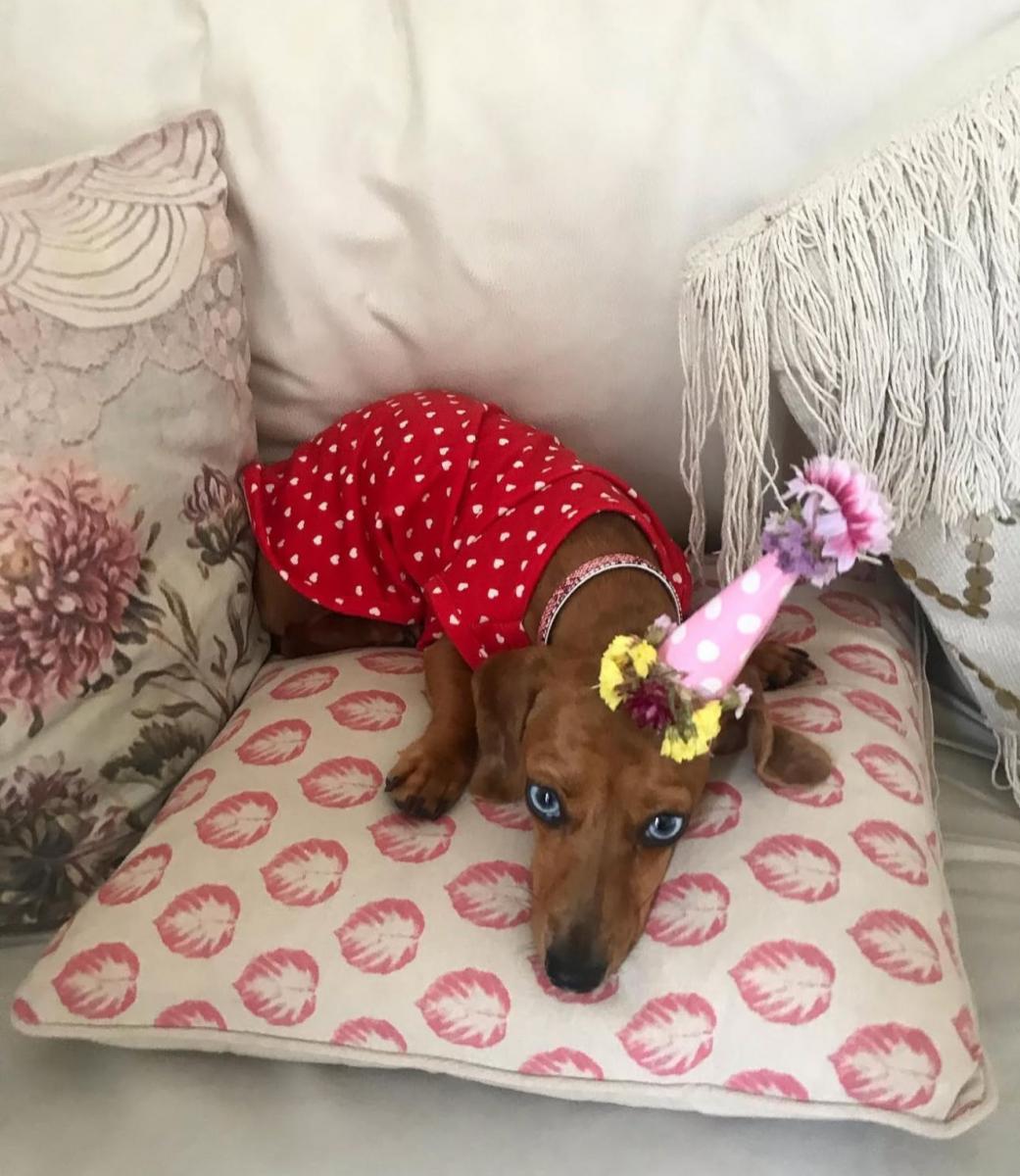 @soyvienalasalchicha