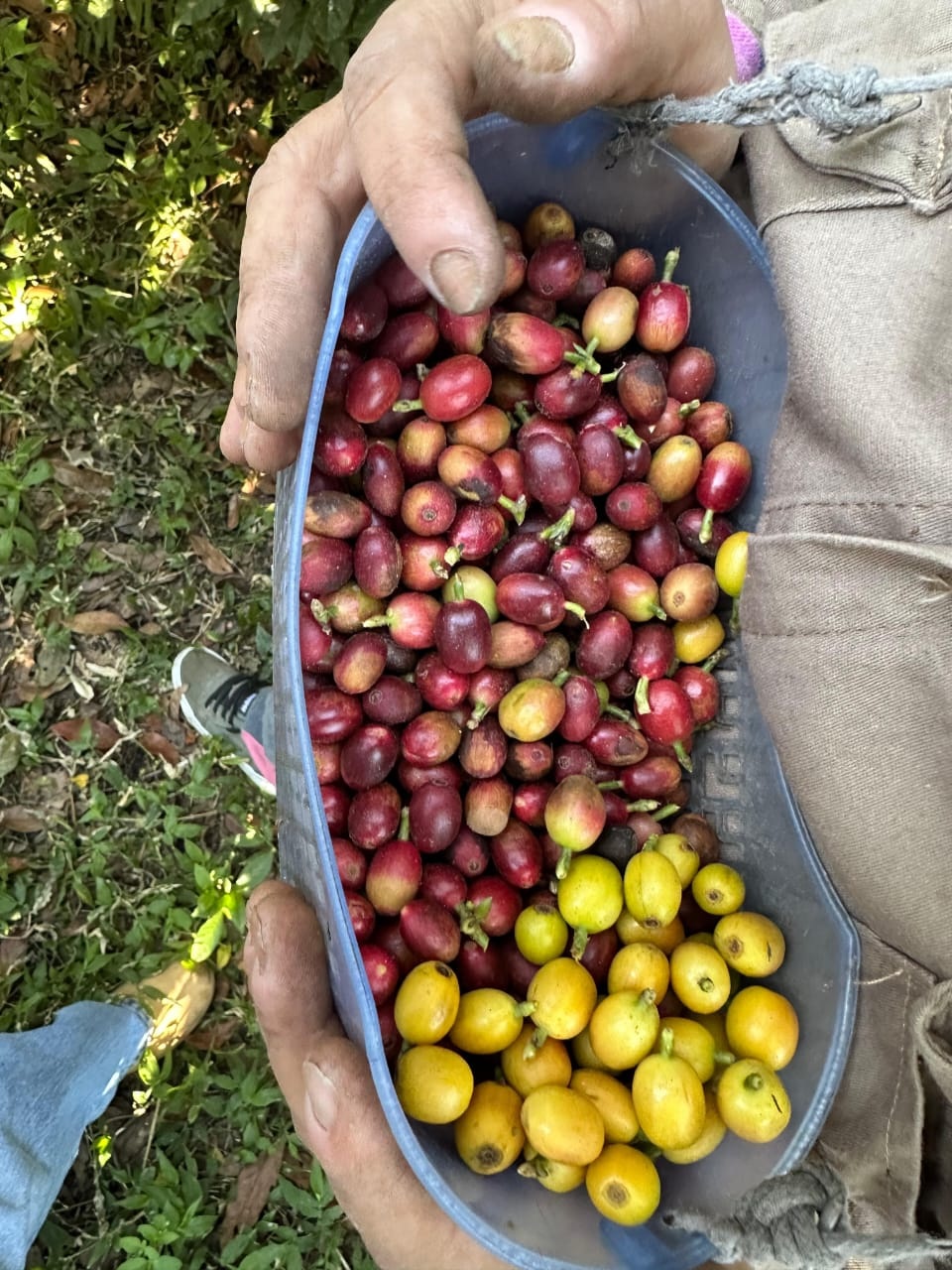 MERCADO. La provincia intenta ofrecer una variedad propia.