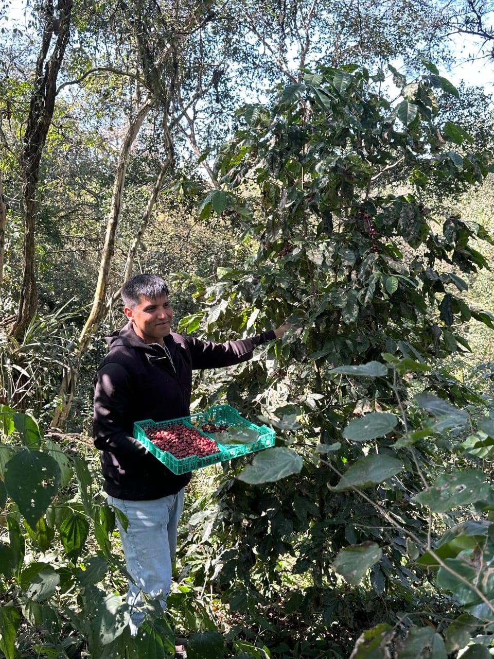 EN CAFETOS. Un recolector, en plena faena dentro del piedemonte tucumano.