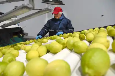 El limón motoriza las exportaciones tucumanas