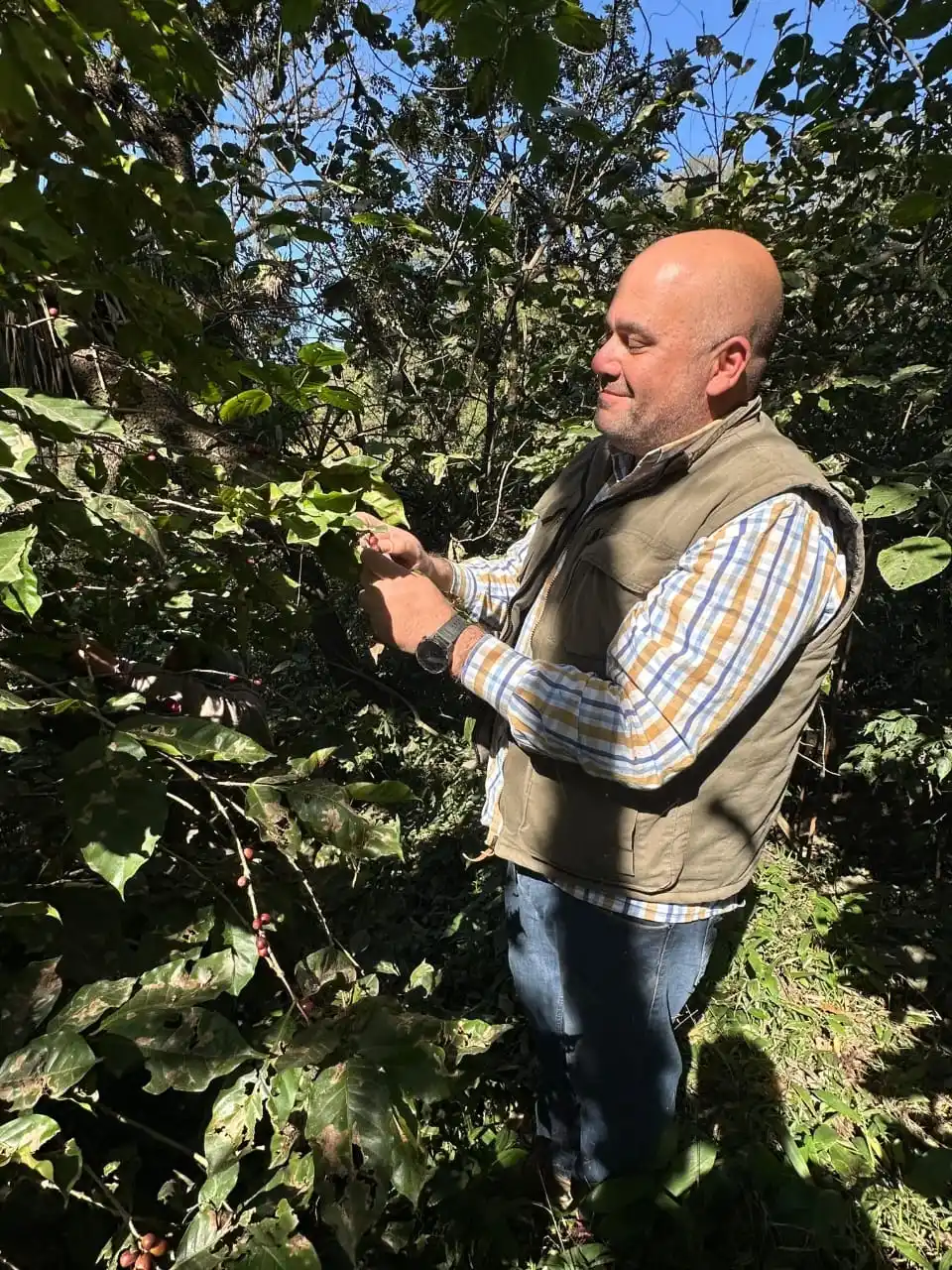 CULTIVO INTENSIVO. Según datos oficiales, los tostadores tucumanos pagan hasta U$S 14 el kilo de café verde.