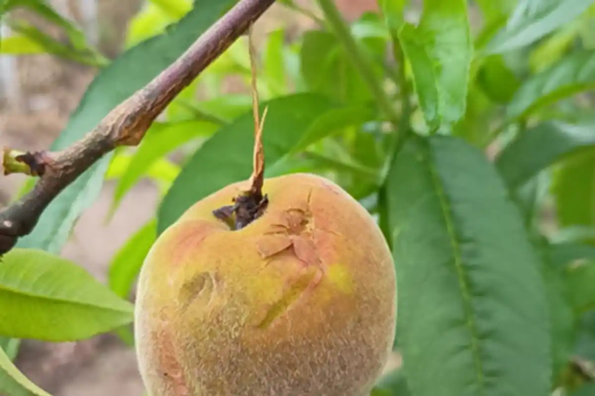 Fruta afectada. 