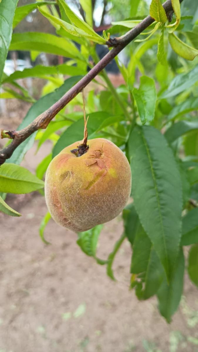 El granizo afectó cultivos de La Cocha y zonas cercanas