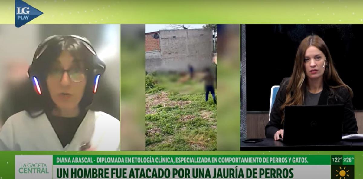 Ataque de 15 perros en Tucumán: qué hacer y qué evitar según una especialista