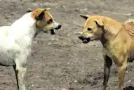 Conmoción en Yerba Buena: veterinarias explican por qué atacan los perros