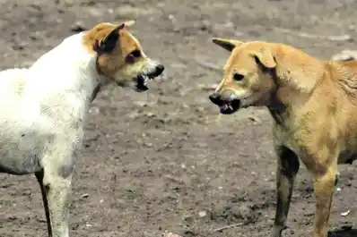 Conmoción en Yerba Buena: veterinarias explican por qué atacan los perros