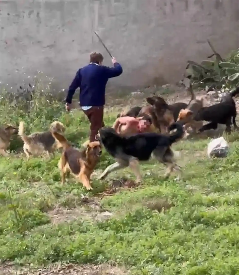 EL ATAQUE. Los perros rodean a “Cachito” que está en el suelo, mientras una persona trata de intervenir.