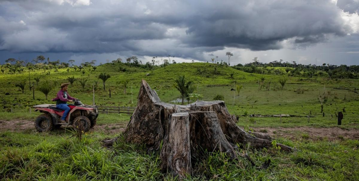 CRISIS AMBIENTAL. La Amazonía perdió millones de hectáreas de bosque en 2024 y la sequía golpea a agricultores y comunidades locales.