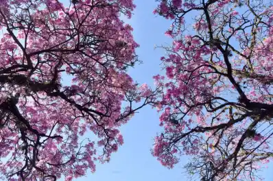 El Día Nacional del Árbol