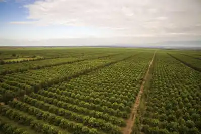 En esta campaña, el área total implantada con cítricos en Tucumán llega a 39.040 hectáreas