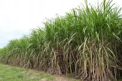 Caña de azúcar: la calibración precisa de equipos pulverizadores es clave