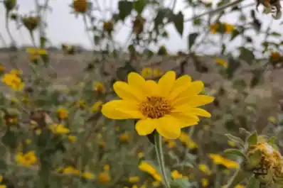 Malezas en caña: la Eeaoc insistió sobre manejo temprano y buenas prácticas de aplicación