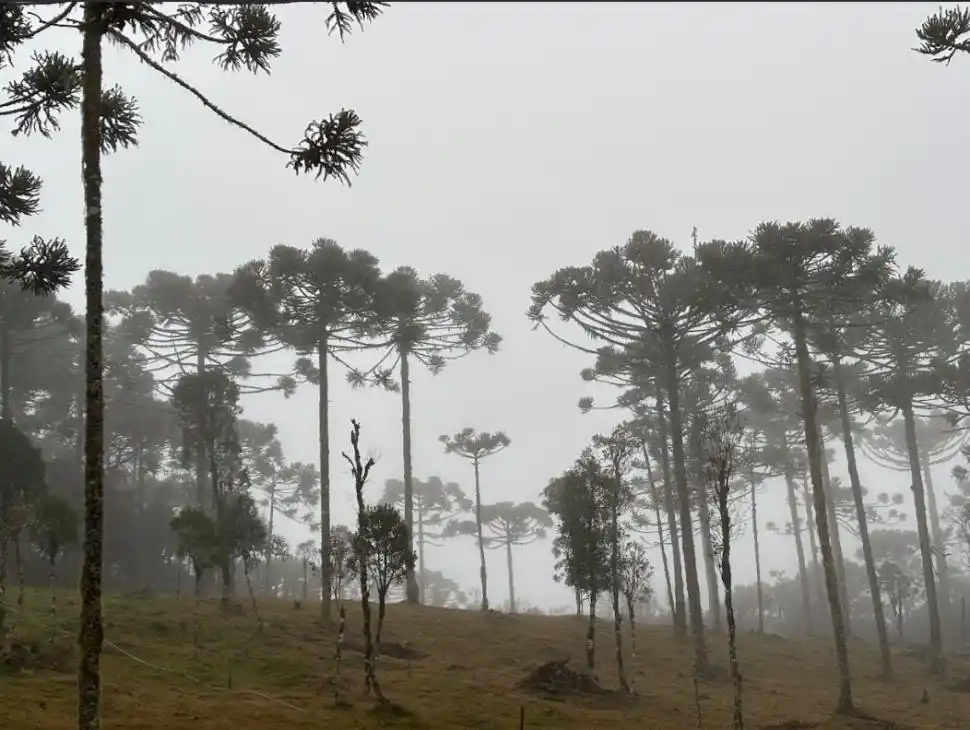 UNA IMAGEN QUE IMPACTA. El contraste de ver selvas bajo condiciones de baja temperatura resulta llamativo. as dfasdfasdfasdf
