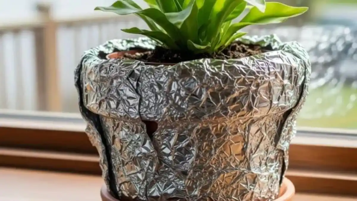 El truco con papel de aluminio que ayuda a que tus plantas crezcan más sanas y fuertes