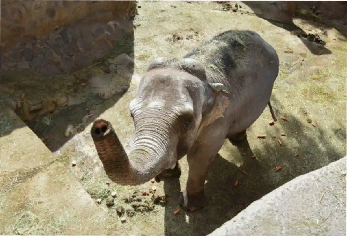 Kenya obtuvo la anhelada libertad, tras 40 años de cautiverio.