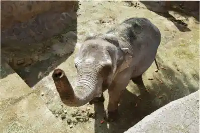 Histórico: Argentina ya no tiene elefantes en cautiverio tras esta liberación