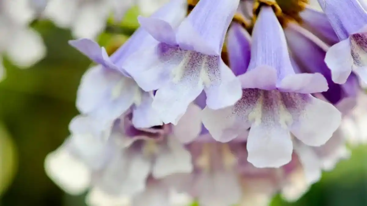 Las flores más representativas de Argentina , según la inteligencia artificial de ChatGPT